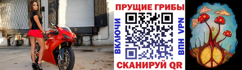 Псилоцибиновые грибы GOLDEN TEACHER  наркота  Кемерово 